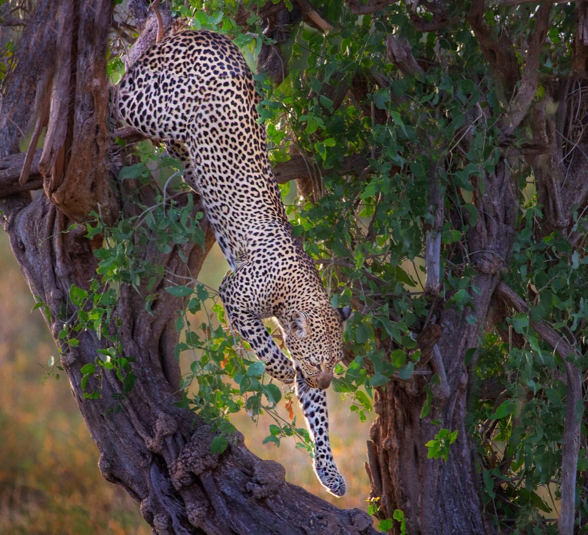 Samburu — rugged northern Kenya landscapes